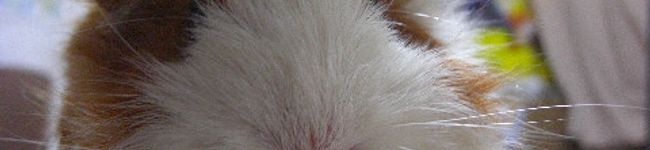 kenthan's header image