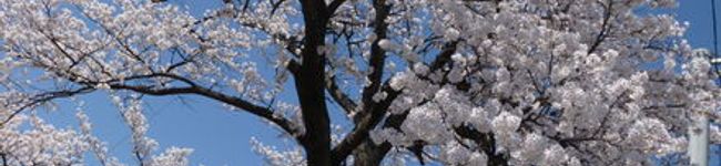 ♪杏♪'s header image