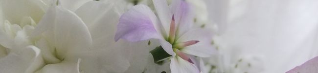 kingborrow's header image
