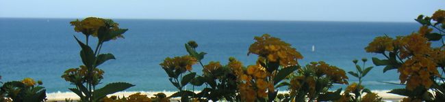 Arsinda's header image