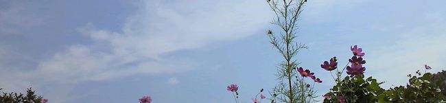 ちょこぱんぱん's header image
