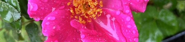 mamagolira's header image