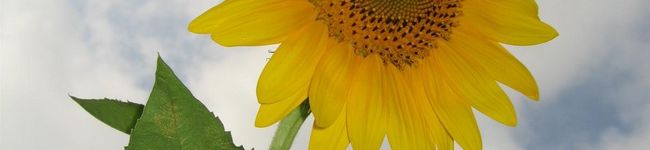 risap5's header image
