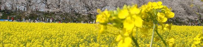 dangororin's header image