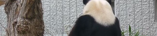 jojoch's header image