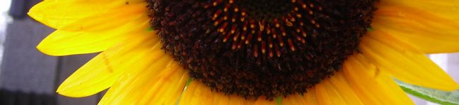 ＊Music＊'s header image