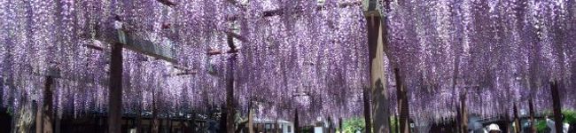 yukko2810's header image