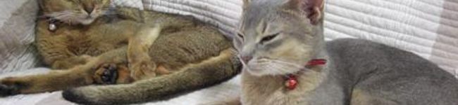 naoming's header image