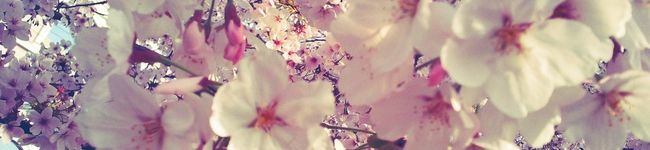 桜介ママさくらっこ's header image