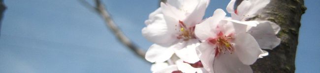 ayukuri's header image