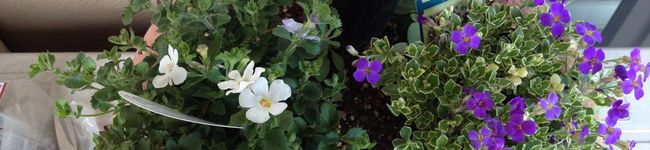 bouquet13's header image