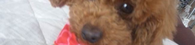 miruponpon's header image