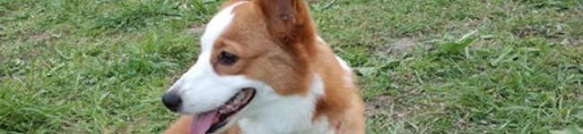 cosapple's header image