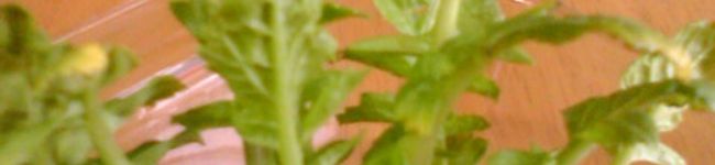 nezimushi's header image