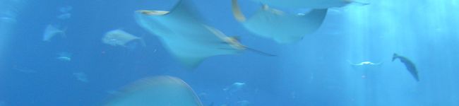 ループ's header image