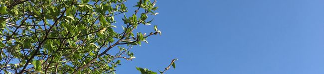 cafee's header image