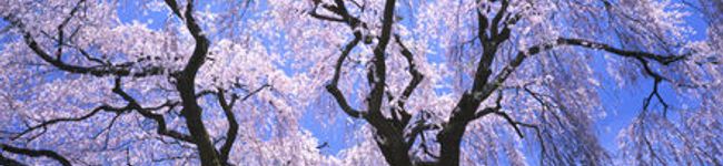 綾小路憂衣's header image