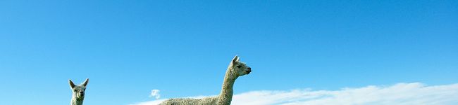 asa1028's header image