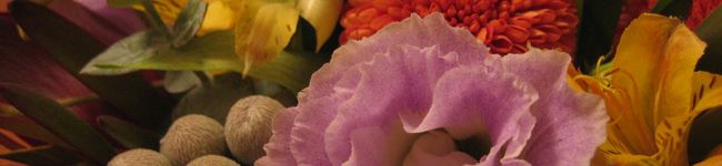 scabiosa's header image