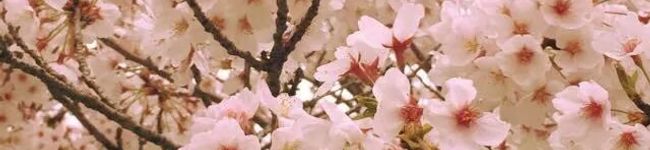 幸せまちこ's header image