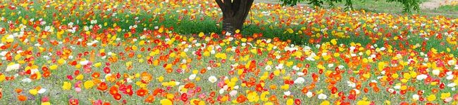 はな花chan's header image