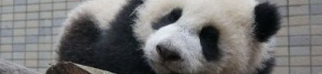 senlove's header image