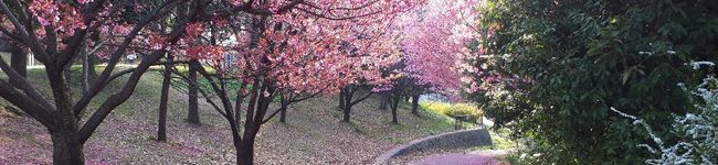 HappyLing's header image