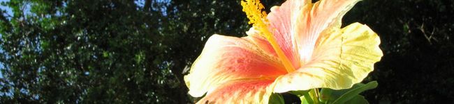 ＡＬＯＨＡ's header image