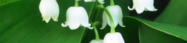 ぶぶぶ♪'s header image