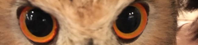 けし。's header image