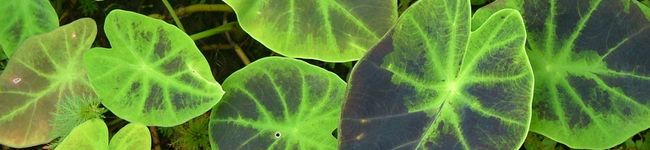 brinquedo's header image