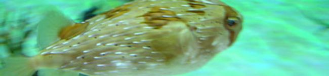 irico's header image