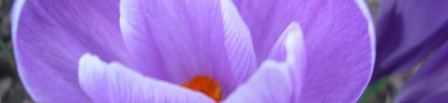 rino0106's header image