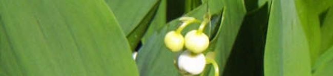 Raphaela♪'s header image