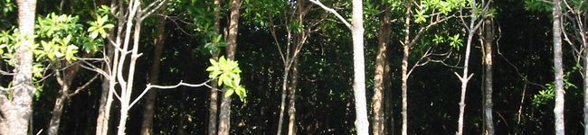 dourumi's header image