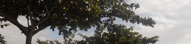 sweetskana's header image