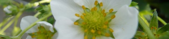 ankoyummy's header image