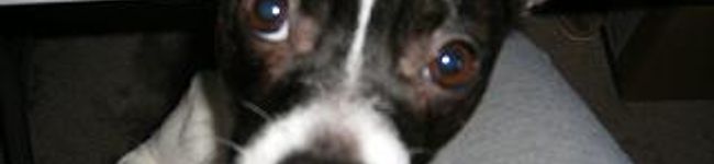 Chumie's header image