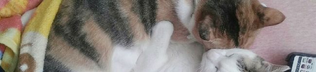 4kidsめぐmam's header image