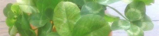 tyararin's header image
