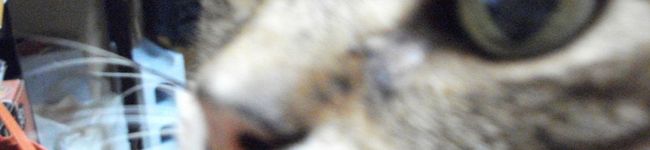 猫の子分's header image