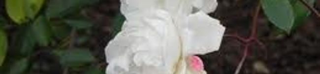 LiA's header image