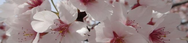 suzu3227's header image