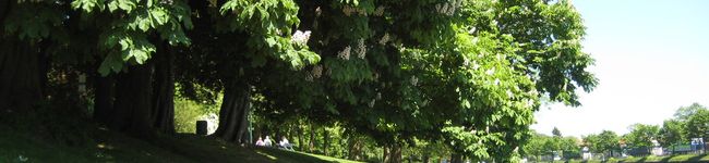 Reichan55's header image