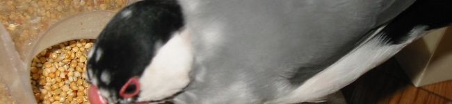 kuro･･･'s header image