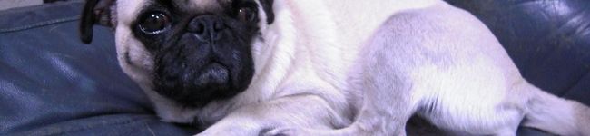 yukiyumisa's header image