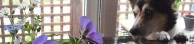 IloveReo's header image