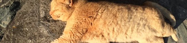 くろねこ141's header image