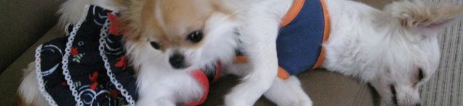 みーぽる's header image