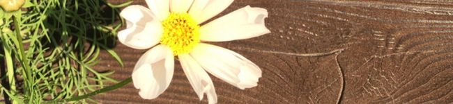 q10mimi's header image